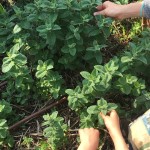 secondo indizio: la menta! chissà che bacchetta profumata!