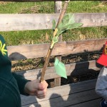 la bacchetta è pronta